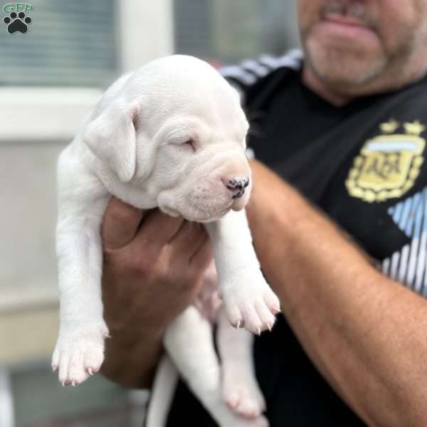 Duff, Dogo Argentino Puppy